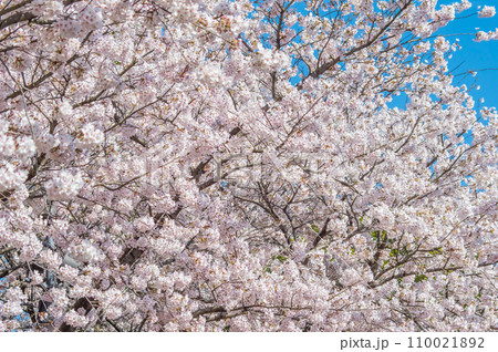 《満開の桜》春の風景・春爛漫 110021892