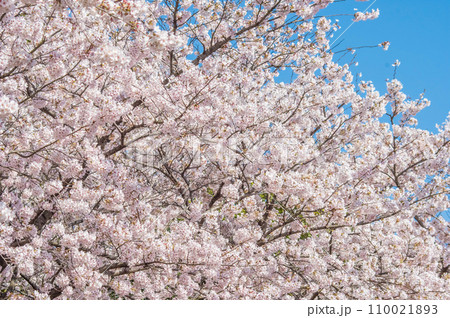 《満開の桜》春の風景・春爛漫 110021893