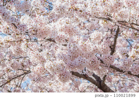 《満開の桜》春の風景・春爛漫 110021899