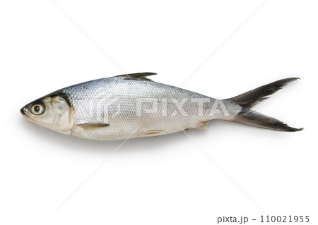 サバヒー、バンガス、ミルクフィッシュ 110021955