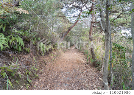 鳴滝山展望台付近の整備された登山道(鳴滝古道) 鳴滝山展望台付近の整備された登山道(鳴滝古道) 110021980