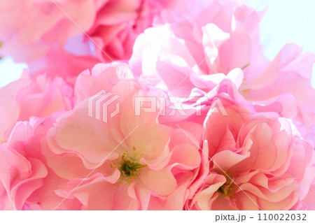 八重咲きの桜の花　カンザン　関山　クローズアップ 110022032