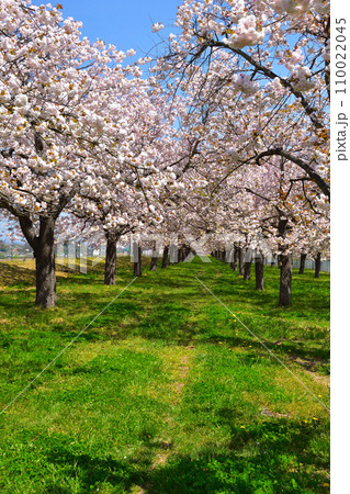 桜景 千曲川堤防桜堤 桜景 千曲川堤防桜堤 110022045