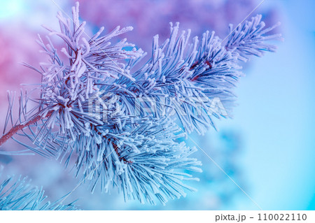 Pine branches covered with hoarfrost. Natural winter background. Winter nature. Snowy forest. Christmas background 110022110