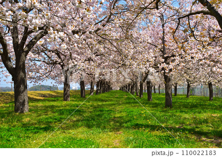 桜景　千曲川堤防桜堤 110022183
