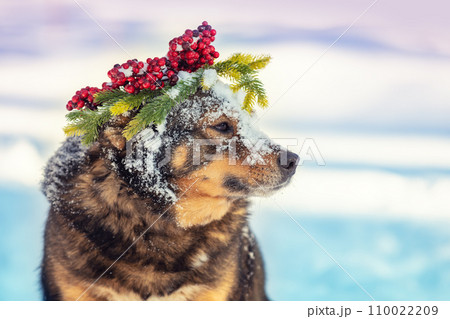 Portrait of a dog outdoors in winter. The dog in a Christmas wreath. Portrait of a dog outdoors in winter. The dog in a Christmas wreath. 110022209