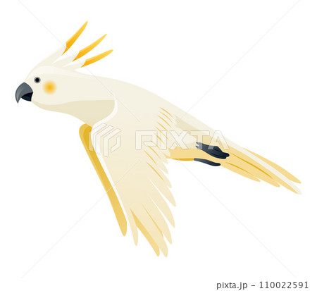 Parrot animation. Exotic adorable fauna character flight. White sulphur crested cockatoo. Animated tropical bird flying 110022591