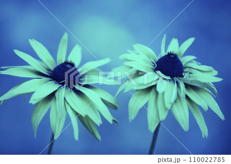 Vintage blossoming Rudbeckia hirta (Black-eyed Susan) flowers in the garden in summer. Nature background. 110022785