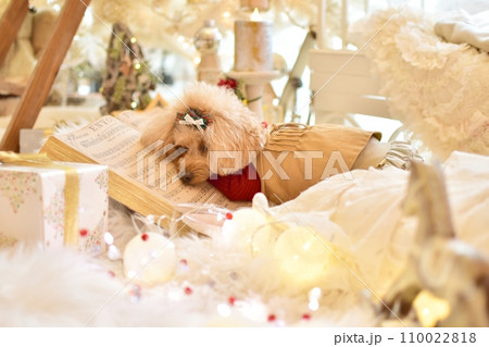 クリスマスツリーの前でお眠りするトイプードル 110022818