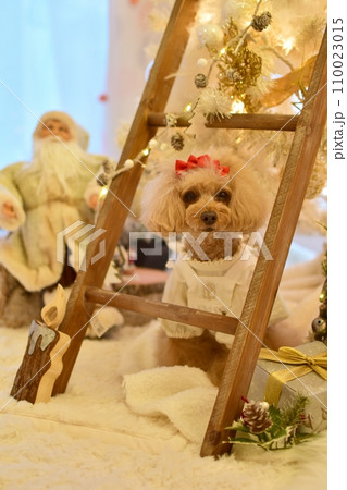 クリスマスおすましするトイプードル クリスマスおすましするトイプードル 110023015