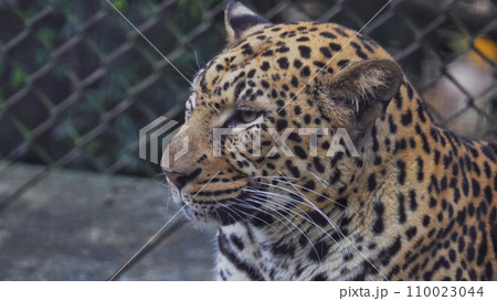 美しいヒョウ柄のヒョウ 110023044
