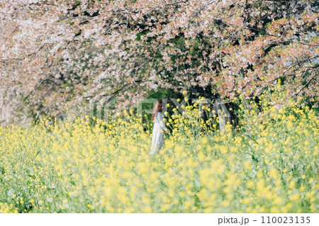 岐阜県羽島市　国営木曽三川公園桜堤サブセンターの桜と菜の花の風景の中を歩く女性 110023135