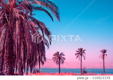Sea landscape in Northern Israel. Palm trees near the sea. Beautiful Sea of Galilee in the evening. Israel 110023159