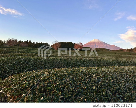 日暮れが近づく茶畑と富士山 110023171