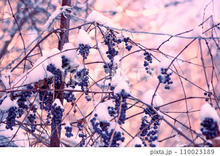 Unharvested red wine grapes covered with snow on a vine in winter 110023189