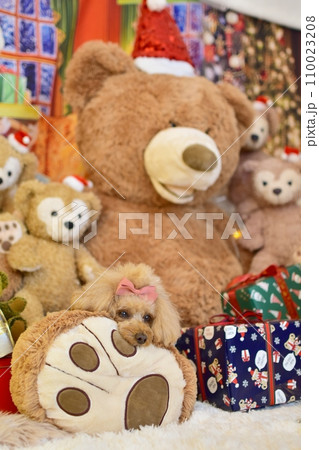 クリスマスツリーを楽しむトイプードル クリスマスツリーを楽しむトイプードル 110023208