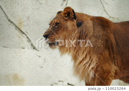 福岡市動植物園のメスライオンのネネ 110023264