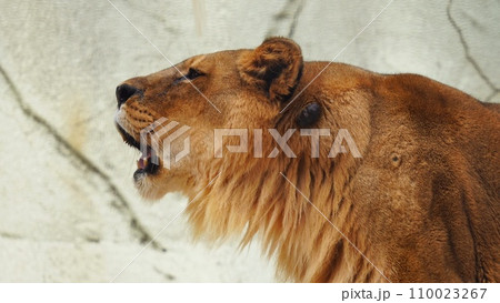 福岡市動植物園のメスライオンのネネ 110023267