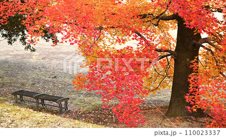 紅葉のある風景 110023337