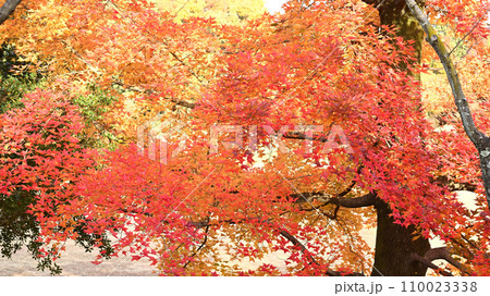柔らかな日を受けて輝く紅葉 110023338