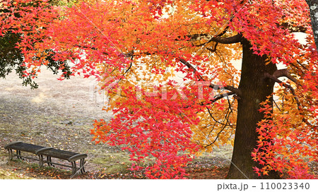 紅葉のある公園 紅葉のある公園 110023340