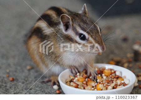 餌を食べるシマリス 餌を食べるシマリス 110023367