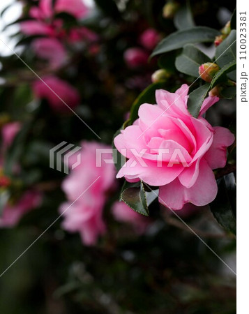ピンクのオトメツバキの花(花と莟をつけた乙女椿) ピンクのオトメツバキの花(花と莟をつけた乙女椿) 110023381