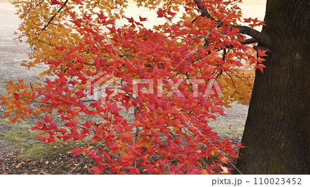 紅葉した木 紅葉した木 110023452