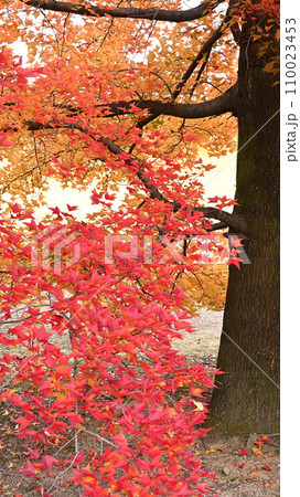 紅葉した大木 110023453