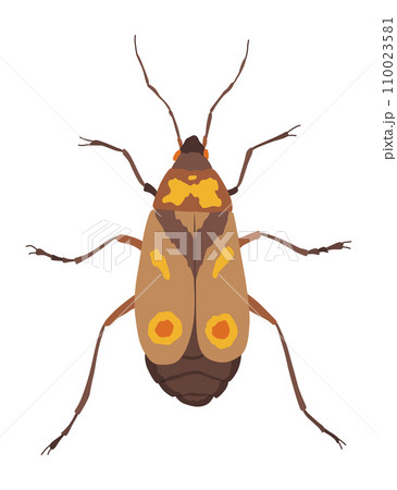 Oncopeltus varicolor. Insect icon flat isolated stock vector illustration Oncopeltus varicolor. Insect icon flat isolated stock vector illustration 110023581