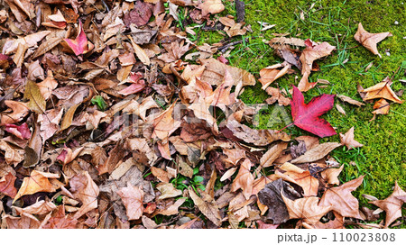 落ち葉の絨毯 落ち葉の絨毯 110023808