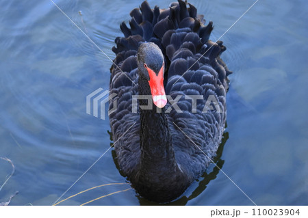こちらに近づいて来る人馴れしたコクチョウ 110023904