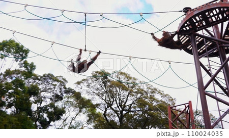 福岡市動物園のオランウータン 福岡市動物園のオランウータン 110024035