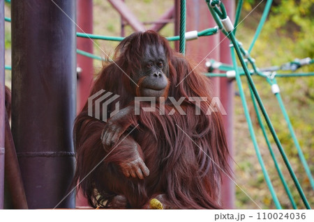 福岡市動物園のオランウータン 福岡市動物園のオランウータン 110024036