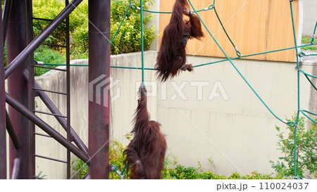 福岡市動物園のオランウータン 福岡市動物園のオランウータン 110024037