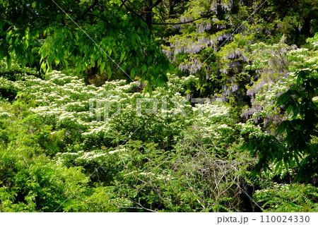 新緑に包まれたミズキと野フジの花　【相模原市津久井　4月】 110024330