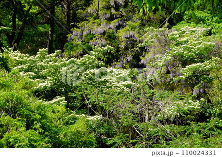 新緑の森に咲く野生の藤の花とミズキの花　【相模原市津久井　4月】 110024331