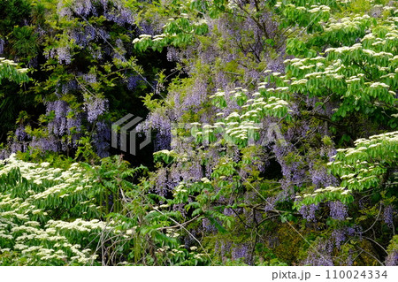新緑に覆われた藤の花とミズキの花　【相模原市津久井　4月】 110024334