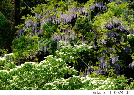 新緑に包まれたミズキと野フジの花 【相模原市津久井 4月】 新緑に包まれたミズキと野フジの花 【相模原市津久井 4月】 110024336
