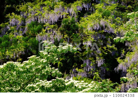 新緑に包まれたミズキと野フジの花 【相模原市津久井 4月】 新緑に包まれたミズキと野フジの花 【相模原市津久井 4月】 110024338
