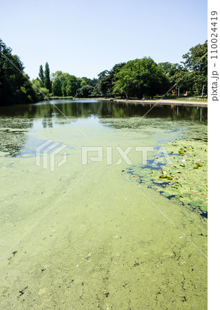 木々が並ぶ公園の中の緑のアオコと蓮が浮かぶ大きな池　ロンドン郊外のオスタリーパークにて 110024419