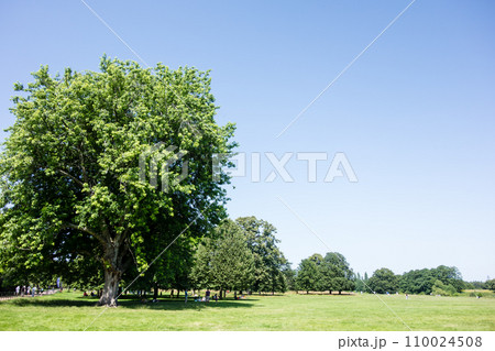 広々とした芝生と大木が並ぶ大きな公園　ロンドン郊外のオスタリーパークにて 110024508