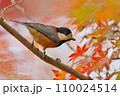 紅葉と野鳥 110024514