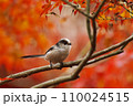 紅葉と野鳥 110024515