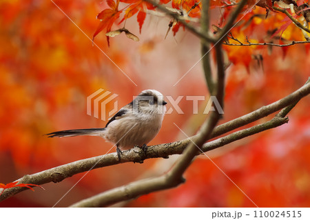 紅葉と野鳥 紅葉と野鳥 110024515