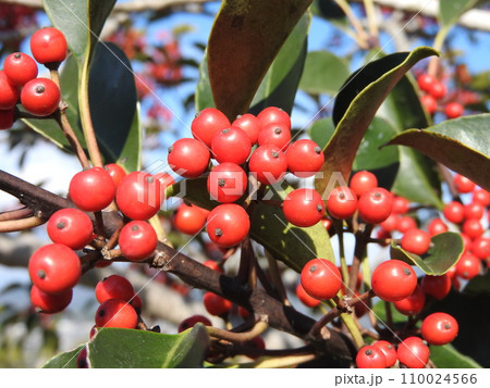 鈴なりに赤い実を付けた「クロガネモチ」 110024566