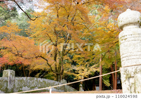 滋賀県大津市坂本の日吉大社　二宮橋と紅葉 110024598