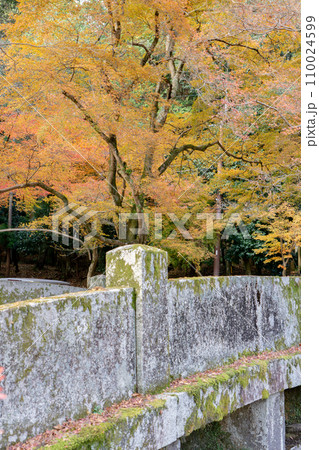 滋賀県大津市坂本の日吉大社　二宮橋と紅葉 110024599