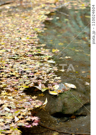 滋賀県大津市坂本の日吉大社 大宮川のもみじ 滋賀県大津市坂本の日吉大社 大宮川のもみじ 110024604