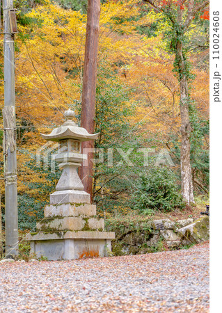 滋賀県大津市坂本の日吉大社 参道の紅葉 滋賀県大津市坂本の日吉大社 参道の紅葉 110024608